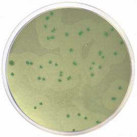 Listeria Chromogenic Agar Base according to Ottaviani and Agosti (ALOA) ISO 500grams