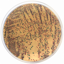 E. coli-Enterobacteria Chromogenic Agar 500grams