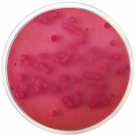 [4670] Condalab 4670 | Violet Red Bile Agar With Glucose (VRBG) EP/USP/ISO Pack of 10 x 200 ml Flask