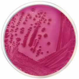 [1093] Violet Red Bile Agar With Lactose (VRBL) ISO500 grams