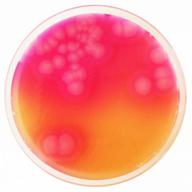 [1124] Bacillus Cereus Selective Agar Base (MYP) ISO  500grams