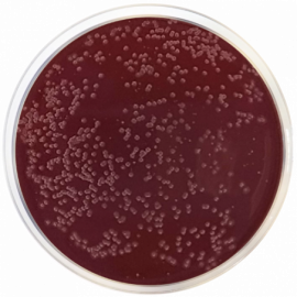 [1131] Campylobacter Agar Base (Preston)  500grams