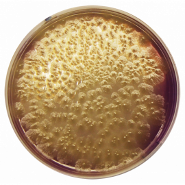 [1132] Clostridium Perfringens Agar Base (m-CP)  500grams