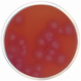 [1343] Bacillus Cereus Selective Agar Base (MYP) ISO  500grams