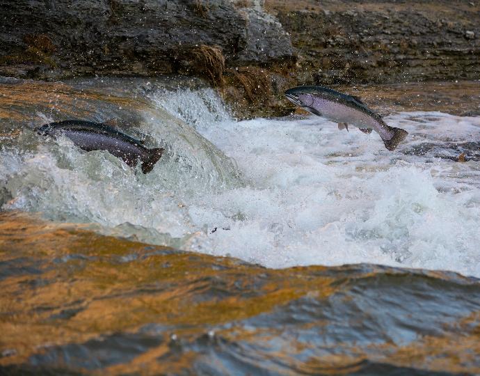 Improve health and disease prevention for salmon production