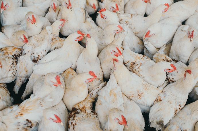 Poultry Blood Conditioning System