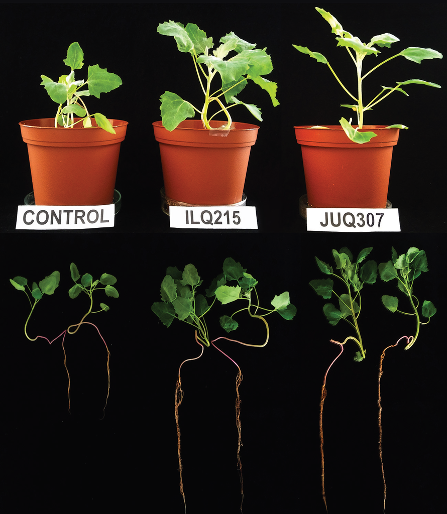 Bioprospection of native psychrotolerant plant-growth-promoting rhizobacteria from Peruvian Andean Plateau soils associated with Chenopodium quinoa