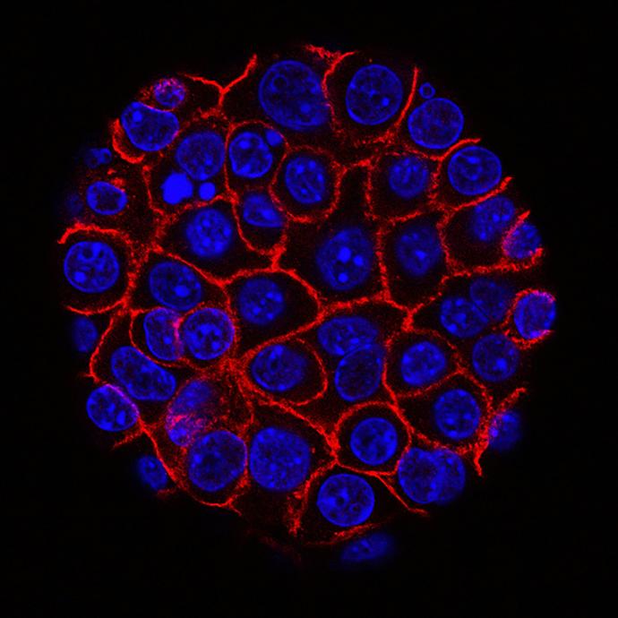 Connexins in Mouse and Human Stem Cell Pluripotency