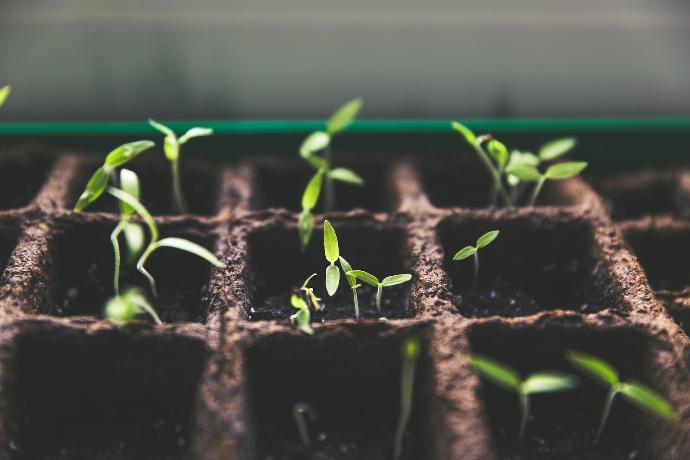 Bioprospection of native psychrotolerant plant-growth-promoting rhizobacteria from Peruvian Andean Plateau soils associated with Chenopodium quinoa