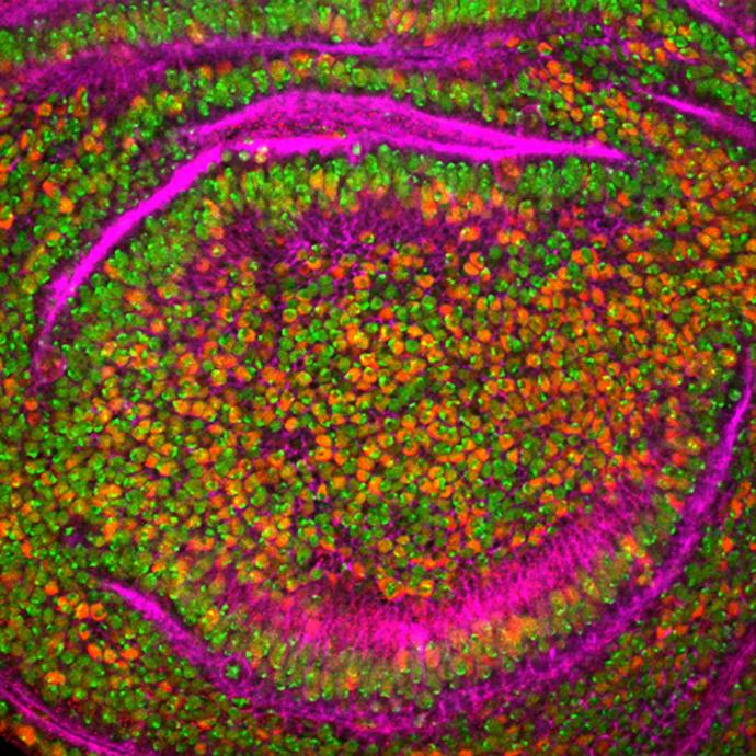 Epigenetic mechanisms of adult stem cell lineage specification in planarians