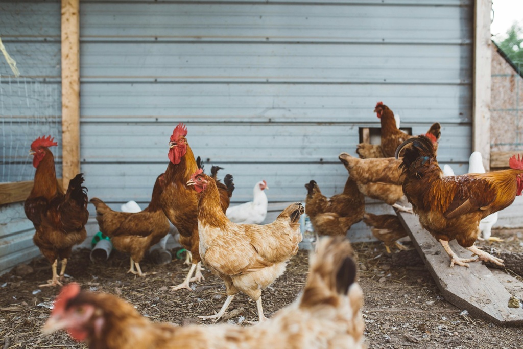 Design of hygienic blood collection system for poultry slaughterhouses