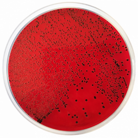 Condalab 0930 | XLD Agar (Xylose Lysine Desoxycholate Agar) EP/USP  Pack of 20 plates