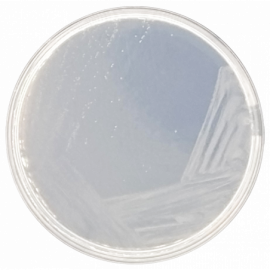 Condalab 1015 | Czapek-Dox Modified Agar 500grams (minimum order quantity of 5 units)