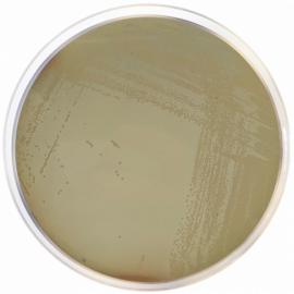 Chapman Stone Agar  500grams