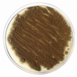 Condalab 1022 | Potato Dextrose Agar EP/USP 500grams (minimum order quantity of 5 units)