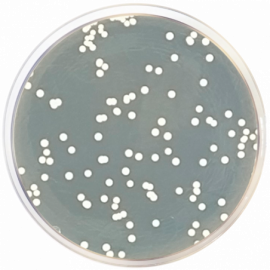 Condalab 1024 | Sabouraud Dextrose Agar EP/USP/ISO 500grams