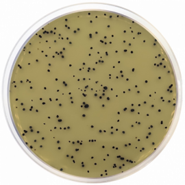 Condalab 1029 - T.S.C. Agar Base (Tryptose Sulfite Cycloserine) ISO 500 grams (minimum order quantity of 4 units)