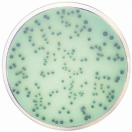 Hektoen Enteric Agar ISO 500grams