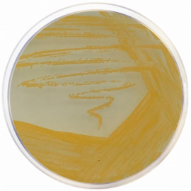 Staphyloccus Agar Nº 110500grams