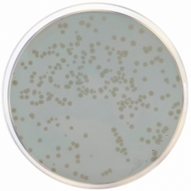 Condalab 1033 | Standard Methods Agar with Powdered Milk APHA/ISO 500grams
