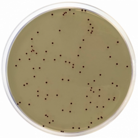 KF Streptococcal Agar 500grams