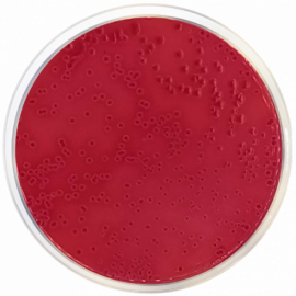 Condalab 1035 | MacConkey Agar Nº 2 quantity 500 grams