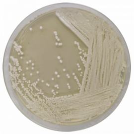 Condalab 1038 | Malt Extract Agar 500grams