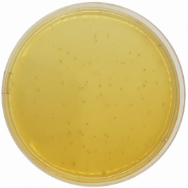 Condalab 1043 | MRS Agar 500grams