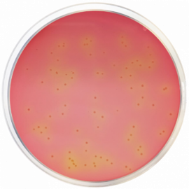 DCLS Agar (Desoxycholate, Citrate, Lactose, Sucrose)  500grams