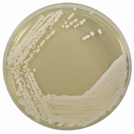 Yeast Extract Agar (YEA) ISO  500grams