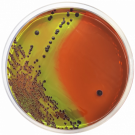 Levine Agar (EMB) ISO/BAM 500grams