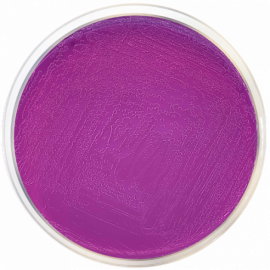 BCP Agar  500grams