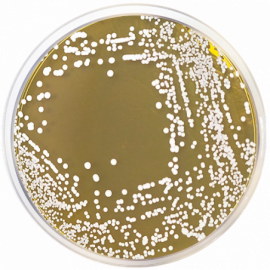 Osmophilic Agar 500grams