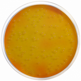 Condalab 1062 | Mannitol Salt Agar (MSA) (Chapman Medium) EP/USP/ISO 500grams