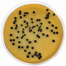 Salmonella Shigella Agar (SS Agar) 500grams