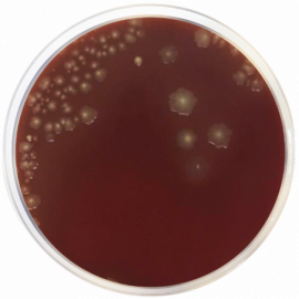 Schaedler Agar 500grams