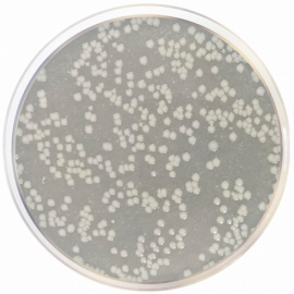 Calcium Caseinate Agar  500grams