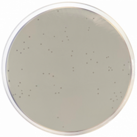 Enterococcus Selective Agar (Enterococcosel Agar) 500grams