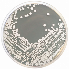 Mycobiotic Agar (Fungal Selective Agar) 500grams