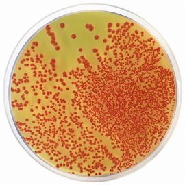 TTC Chapman Agar (Lactose Agar TTC with Tergitol 7) 500grams