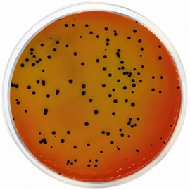 Condalab 1079 | Vogel-Johnson Agar  500grams