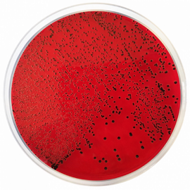 Condalab 1080 | XLD Agar (Xylose Lysine Desoxycholate Agar) EP/USP 500grams