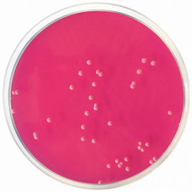 Rose Bengal Agar + Chloramphenicol 500grams