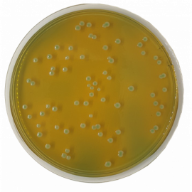 LMDA Agar500 grams