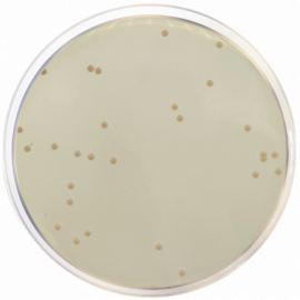 Condalab 1085 | Iron Agar (Lyngby) 500grams