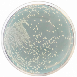 Reinforced Clostridal Agar 500grams