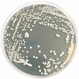 Sabouraud Dextrose Agar + Cycloheximide 500grams