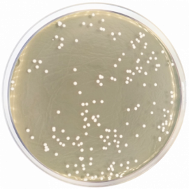 Sabouraud Dextrose Agar + Chloramphenicol 500grams