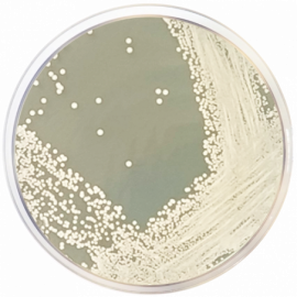 Glucose Chloramphenicol Agar 500grams