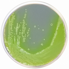 Condalab 1102 | Cetrimide Agar Base EP/USP/ISO  500grams